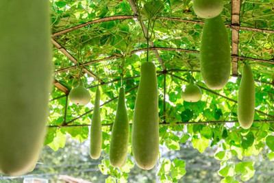 Corofitam Bottle gourd Seed(25 per packet)