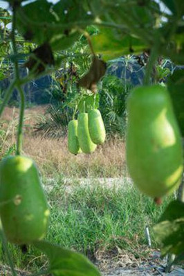 Corofitam Bottle gourd Seed(40 per packet)