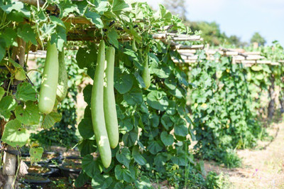 Corofitam Bottle gourd Seed(40 per packet)