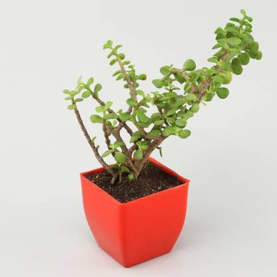 WB Wood Gibbs Two Layer Bamboo Plant(Pack of 1)