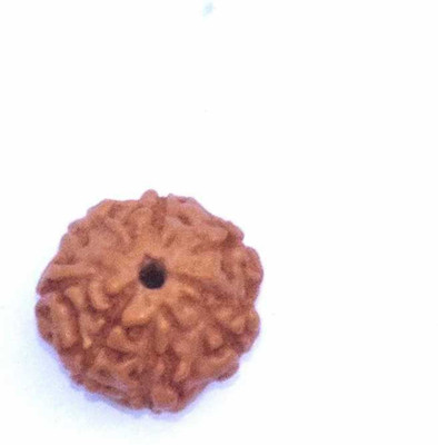 Astrodivine 7 Face Indonesian Rudraksha 7 Mukhi Indonesian Rudraksha/Seven Faced Indonesian Rudraksha With Lab Certified Wood Pendant Wood