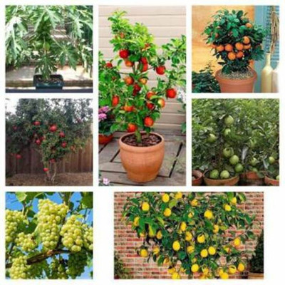 Crapulous (Apple Grape Guava Orange Papaya Lemon Pomegranate) 5 Seeds of Each Plants Seed(5 per packet)
