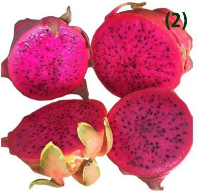 SIDDHARTH FISH FARM dragon fruit Seed(199 per packet)