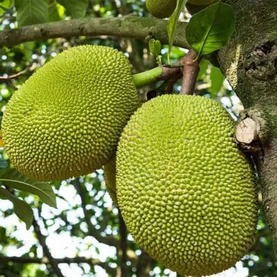 Heaven Of Saplings Jackfruit Plant(Hybrid, Pack of 1)