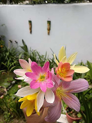 Audbhidhi Rail Lily Bulbs For Home Gardening pack of 5 bulbs Seed(5 per packet)