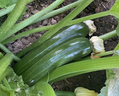 LYRS Green Zucchini Seed- 10 Seed(10 per packet)