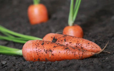 Corofitam Carrot Seed(40 per packet)