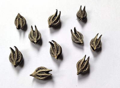 Seedshub bichoo phal Seed(12 per packet)