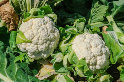 Corofitam Cauliflower Seed(20 per packet)