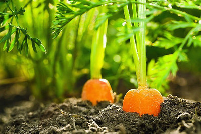 Corofitam Carrot Seed(35 per packet)