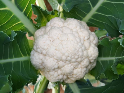Corofitam Cauliflower Seed(50 per packet)