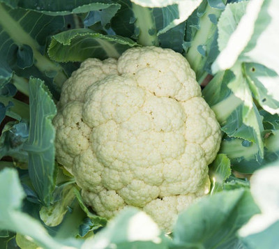 Platone Cauliflower Seed(10 per packet)