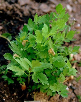 LYRS Receipe use Coriander / Dhaniya Seed- 10 Seed(10 per packet)