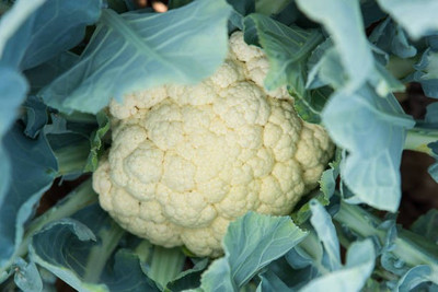 Corofitam Cauliflower Seed(30 per packet)