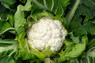 Corofitam Cauliflower Seed(25 per packet)