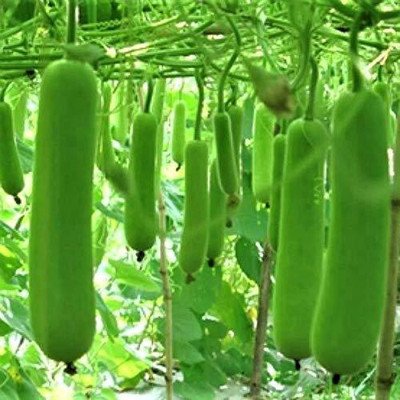 VibeX Bottle Gourd Seed(100 per packet)