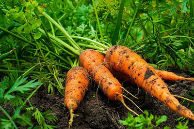 Platone Carrot Seed(15 per packet)