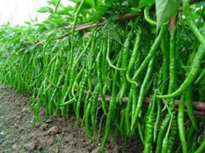 KANAYA Chilli Seeds Hot Jwala Hybrid Vegetable Seed(400 per packet)