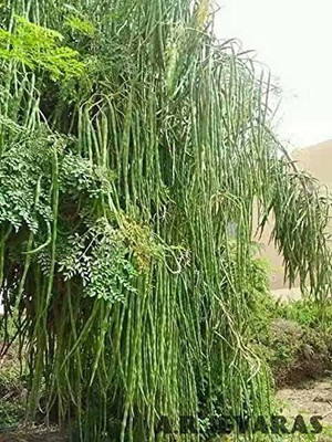 seedagro Sem Fali Seed(100 per packet)