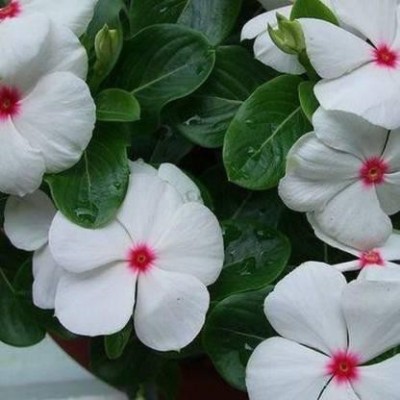 Airex Vinca White Flower 500 SEEDS x 1 PACKET Seed(500 per packet)