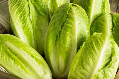 Corofitam Cabbage Seed(50 per packet)