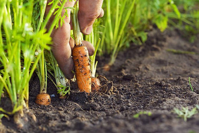 Platone Carrot Seed(20 per packet)