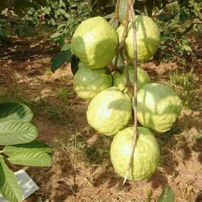 Grinian Guava Plant(Hybrid, Pack of 1)