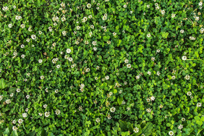 Unique Graphics Vinyl Floral & Botanical Green Wallpaper(L x W: 244 cm x 41 cm)