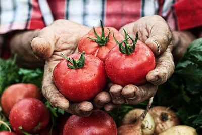 sporos F1 Hybrid Tomato Seed(35 per packet)