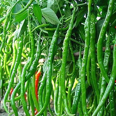 KANAYA Chilli Mirchi Seed(20 per packet)