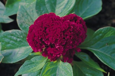 VibeX LX-30 - Celosia Cristata/Cockscomb - (180 Seeds) Seed(180 per packet)