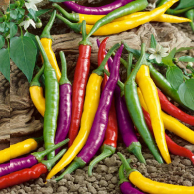 WILLVINE Rainbow Heirloom Pepper Chilli Seed(200 per packet)