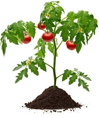 Splorias Tomato vegetable hybrid fress Seed(45 per packet)