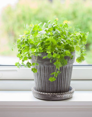 Jevik Coriander Seed(20 per packet)