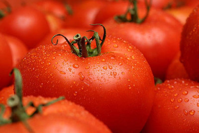 sporos F1 Tomato Seed(30 per packet)