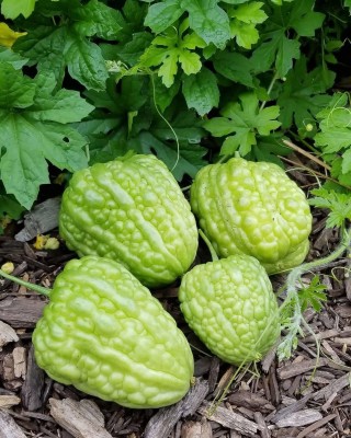 ActrovaX Bitter gourd round green chinese variety [1600 Seeds] Seed(1600 per packet)