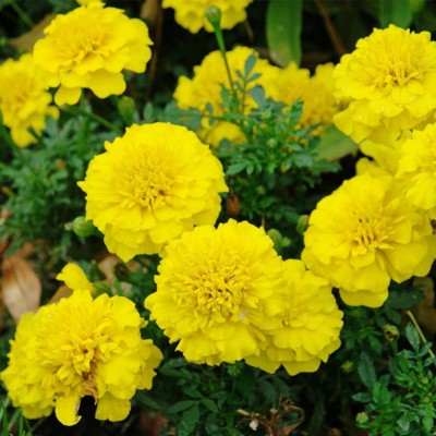 LYRS Yellow Marigold Seed-250 Seed(250 per packet)