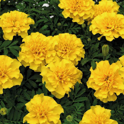 LYRS marigold Seed(10 per packet)