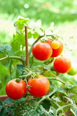sporos F1 Hybrid Tomato Seed(45 per packet)