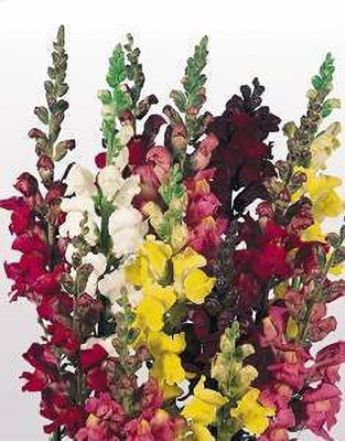 Aywal Antirrhinum majus Snapdragon Flower Seed(30 per packet)