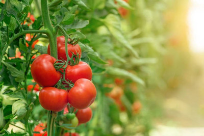 sporos F1 Hybrid Tomato Seed(45 per packet)