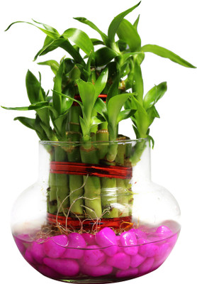 Green Fills Two Layer Bamboo Plant(Pack of 1)