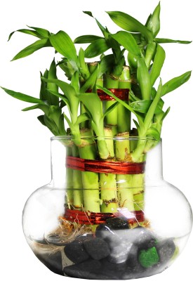 Green Fills Two Layer Bamboo Plant(Pack of 1)
