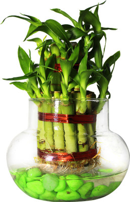 Green Fills Two Layer Bamboo Plant(Pack of 1)