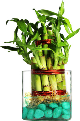 Green Fills Two Layer Bamboo Plant(Pack of 1)