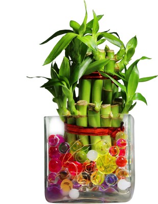 Green Fills Two Layer Bamboo Plant(Pack of 1)