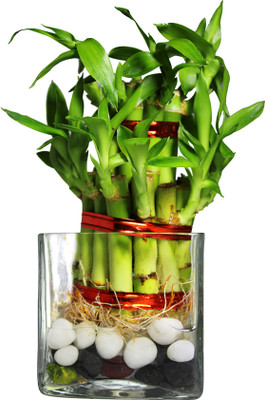 Green Fills Two Layer Bamboo Plant(Pack of 1)