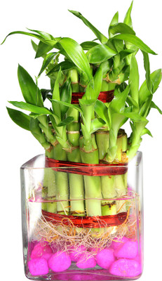 Green Fills Two Layer Bamboo Plant(Pack of 1)