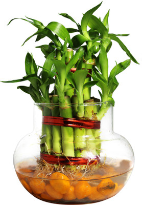 Green Fills Two Layer Bamboo Plant(Pack of 1)