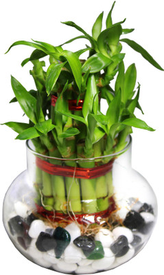 Green Fills Two Layer Bamboo Plant(Pack of 1)